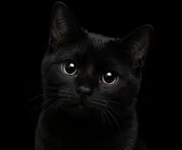 The Black Cat