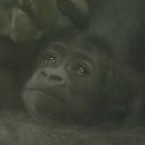 サンタロウ