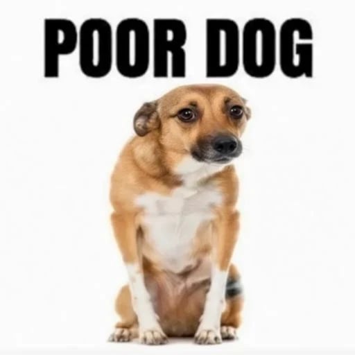 Poor Dog