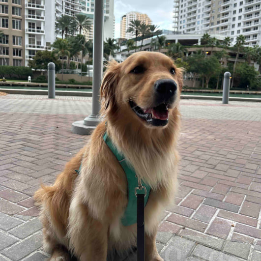 Justice For Buddy