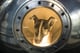 Coin image for GNPbBJoZ5Bz3nneS12WenCuBwugqJDD9tijj6oAopump