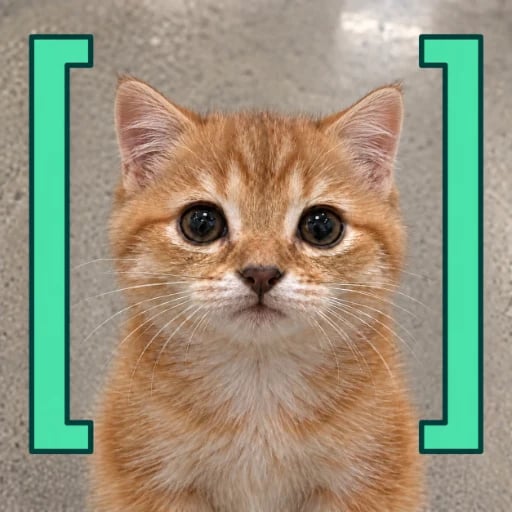 Bracket Cat