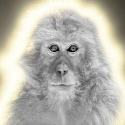 The Snow Monkey