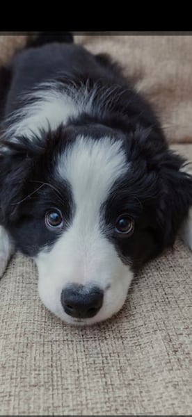 Daku 
