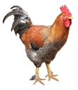 Justice For Rooster