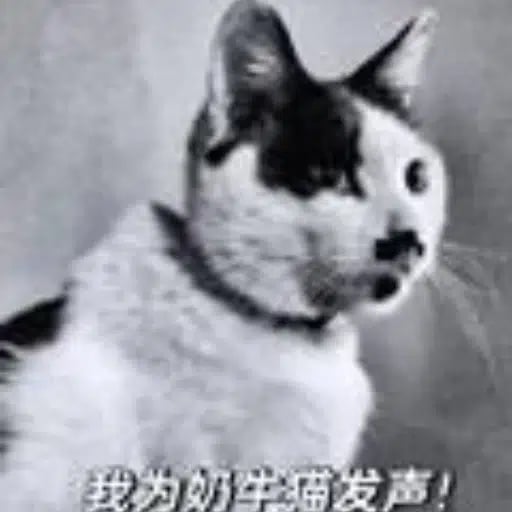 Justice for Calico Cats