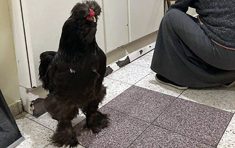 coq tocha
