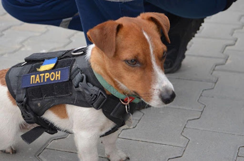 chien combat
