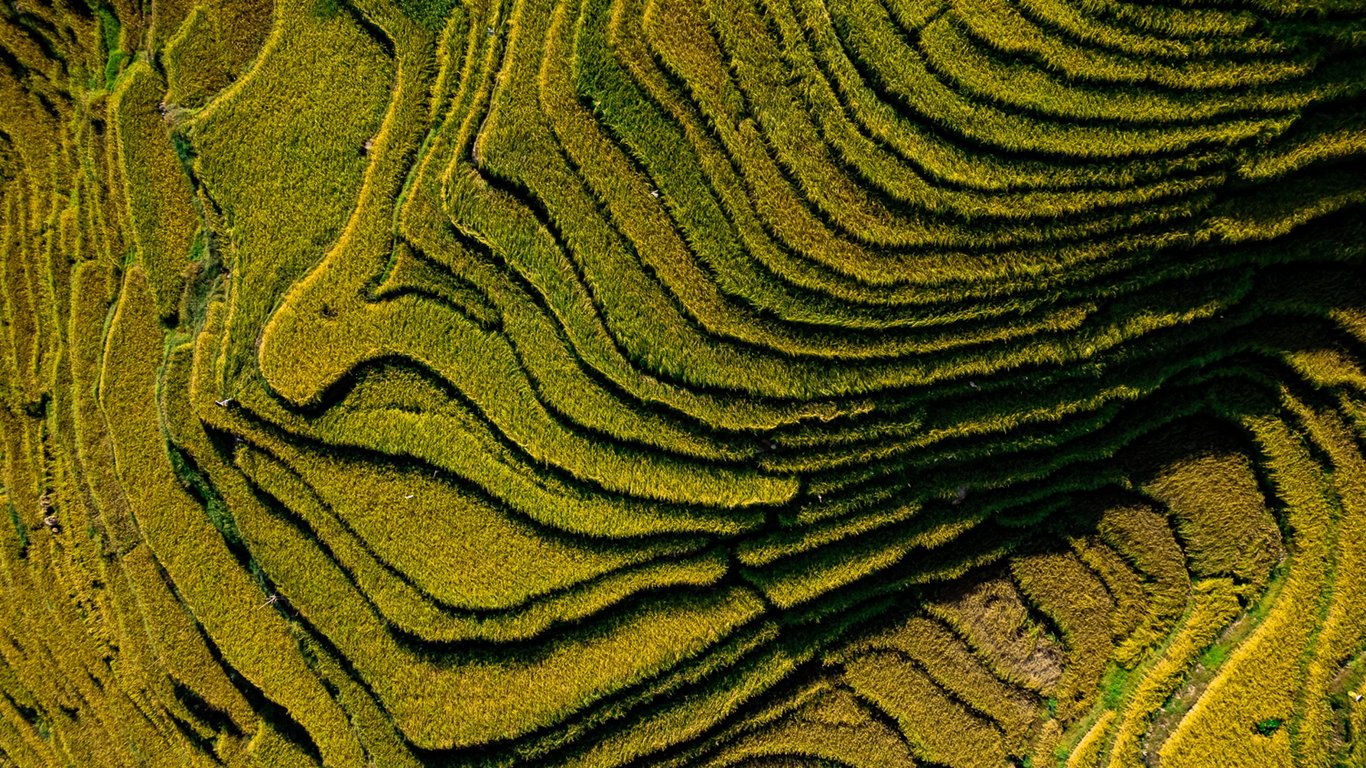 Guizhou-Rice-Harvesting