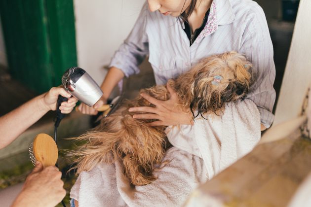 pet pampering