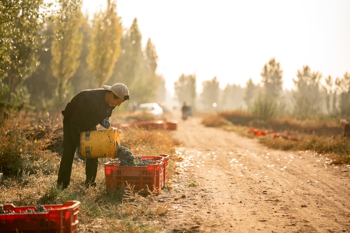 Winemaking in China