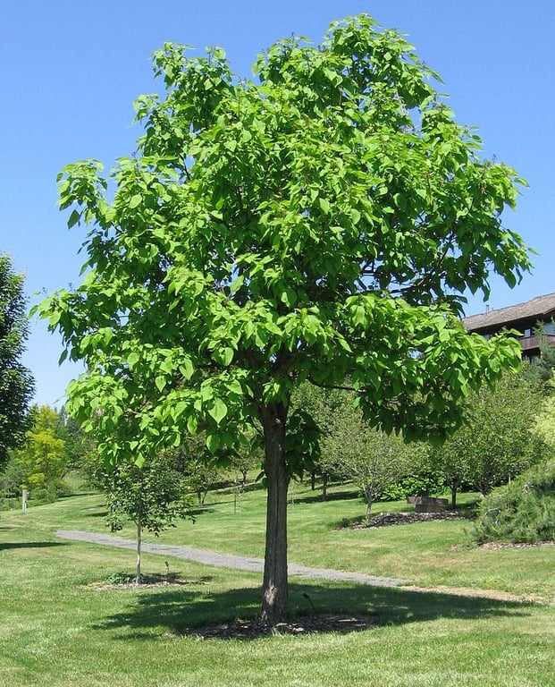 A Catalpa speciosa at the University of Idaho Arboretum and Botanical Garden