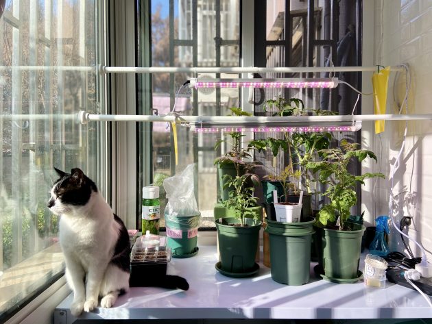 vegetable-garden-balcony-hu-window