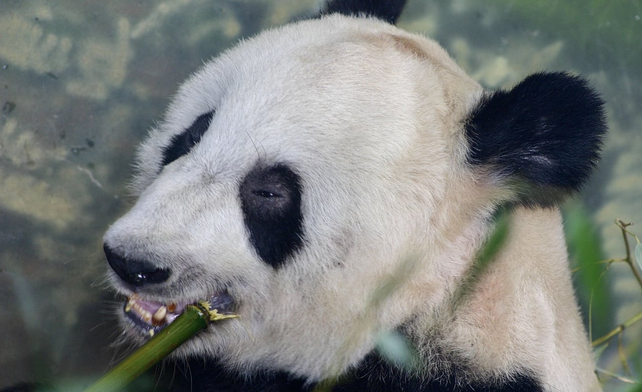 giant panda at memphis zoo