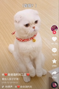 Erdou is the most popular pet influencer on Douyin, China’s version of TikTok