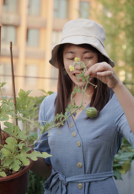 vegetable-garden-wang-watermelon