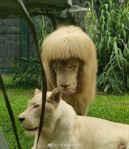 No one wants to go to the hairdresser and come out looking like this lion in the Guangzhou Zoo, which went viral after sporting a rather unfashionable mullet. Image via Weibo