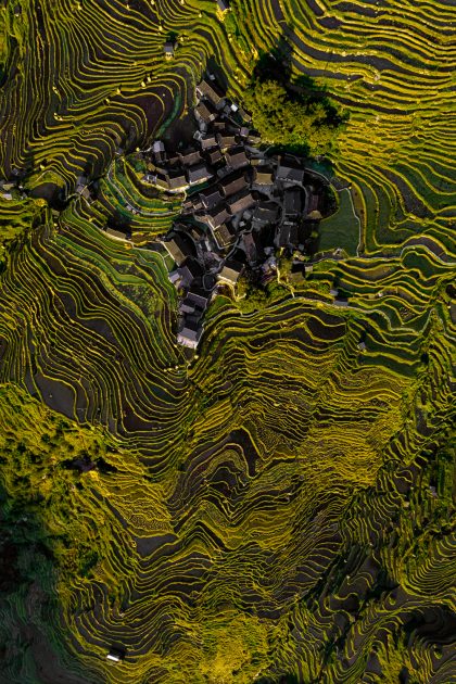 Guizhou-Rice-Harvest
