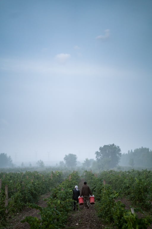 Winemaking in Ningxia