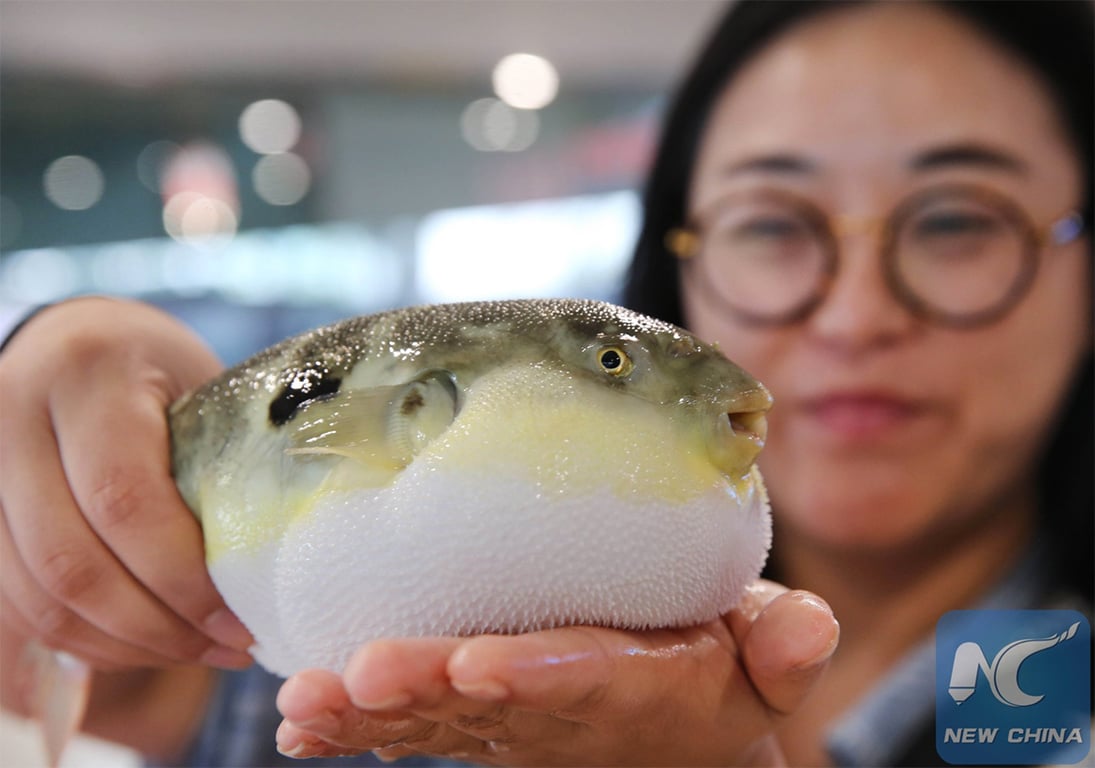 Feature image of Twitter Bits: Puffer Fish and Gibberish