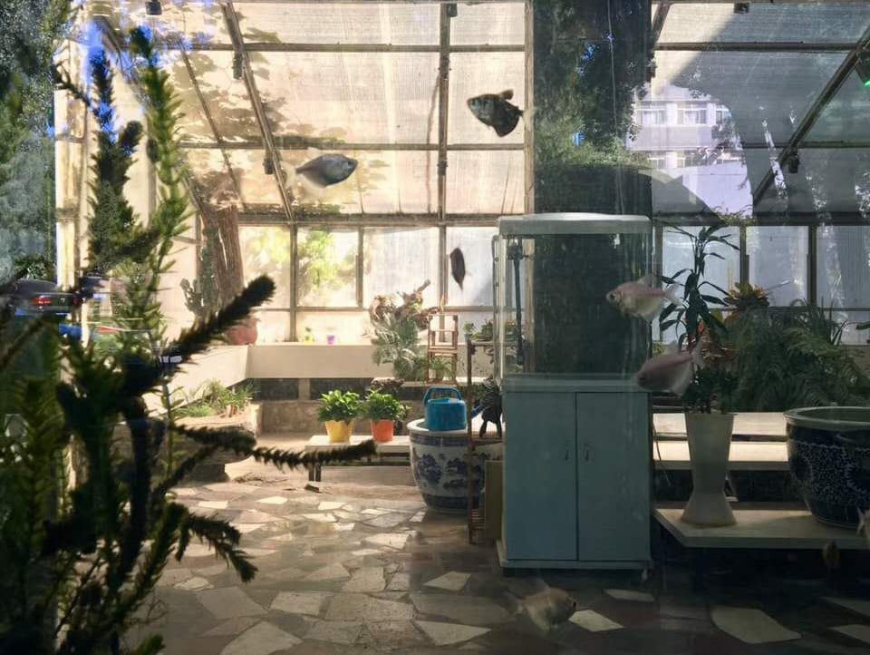 Feature image of Photo of the day: Life as Decoration