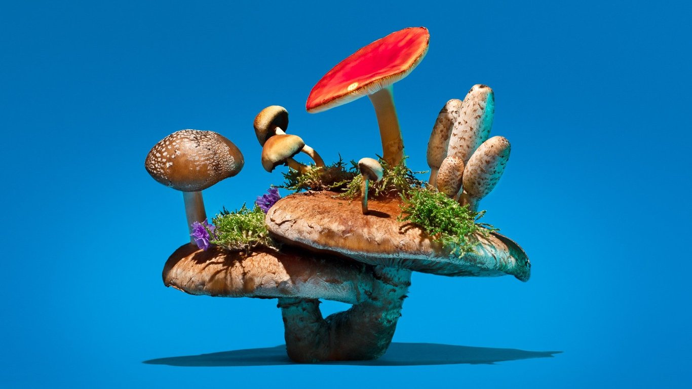 Feature image of Photographer Phyllis Ma Explores Chinese Roots via Mushroom Mania