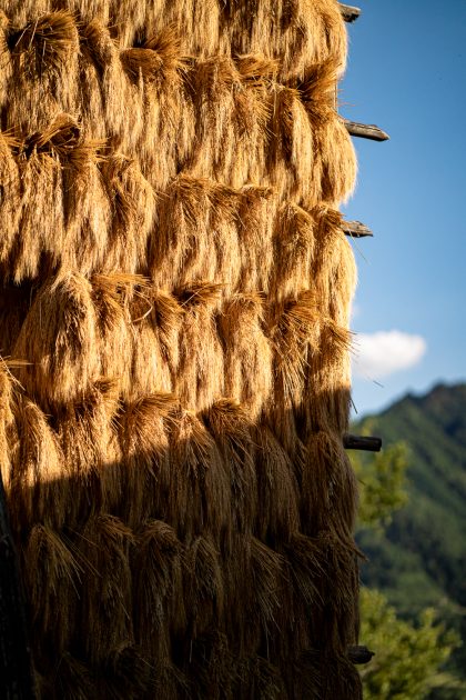 guizhou-rice-harvest