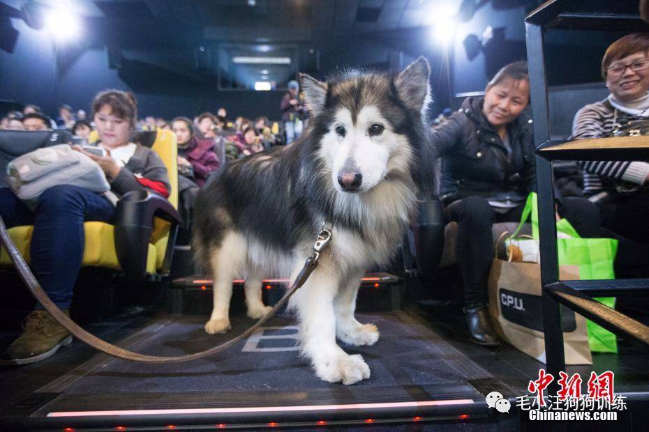 dogs cinema china