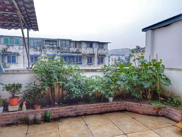 vegetable-garden-balcony-jiang