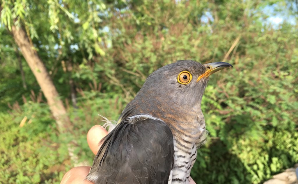 Feature image of Flappy McFlapperson, Internet Famous Beijing Cuckoo, Has Died