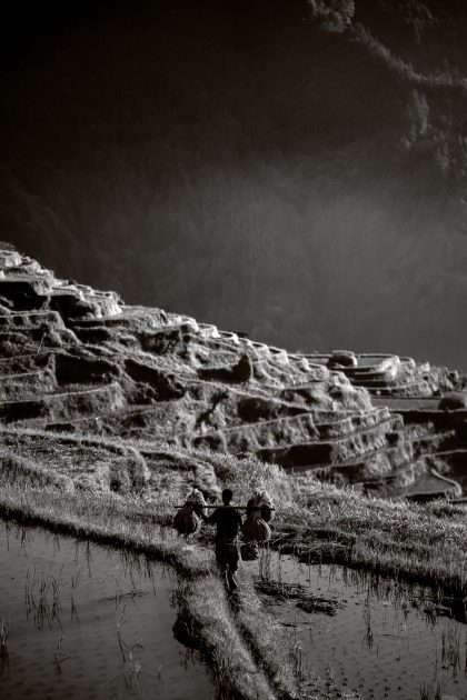 guizhou-rice-harvesting