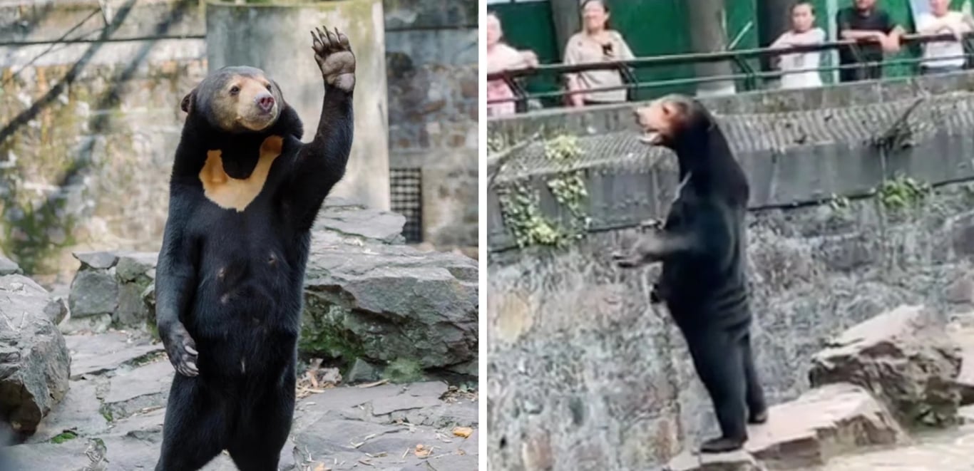 bear-costume-zoo-china