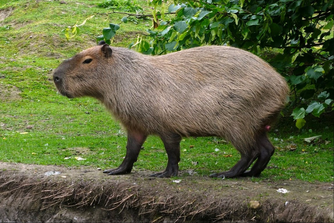 Capybara Craze: The Chinese Internet's Favorite Rodent — RADII