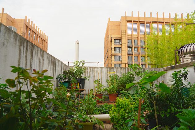 vegetable-garden-balcony-wang-rooftop