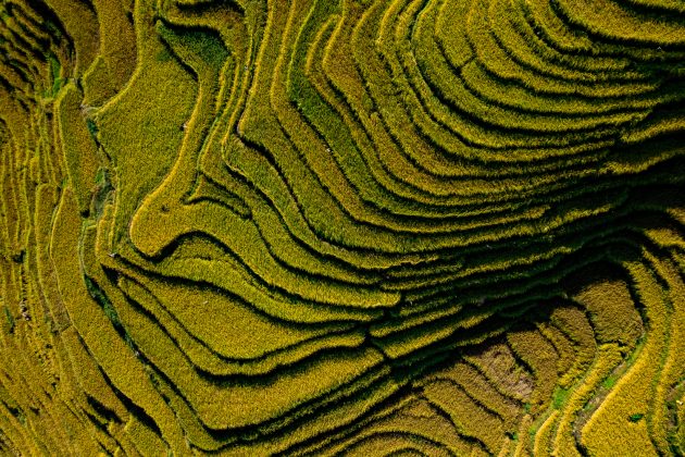 Guizhou-Rice-Harvest