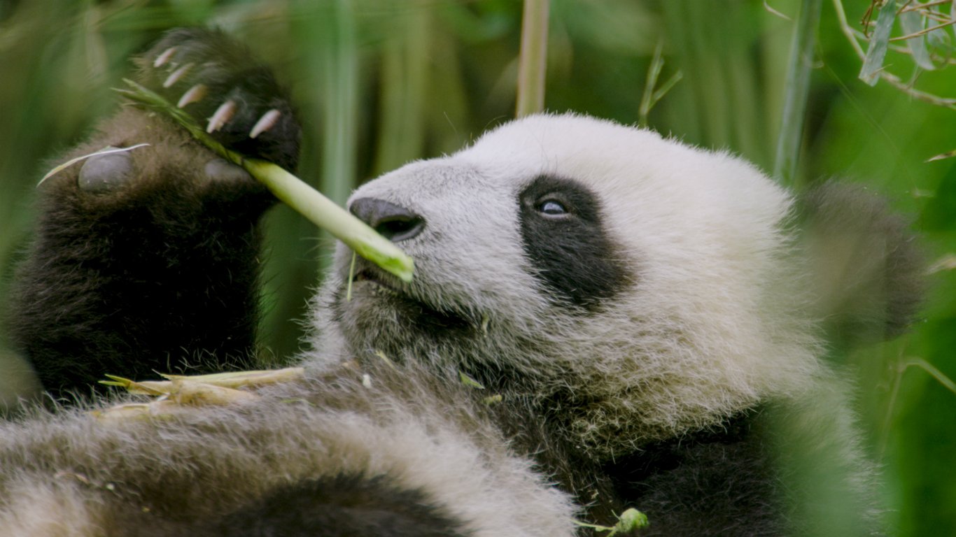 china hidden kingdoms national geographic bilibili panda