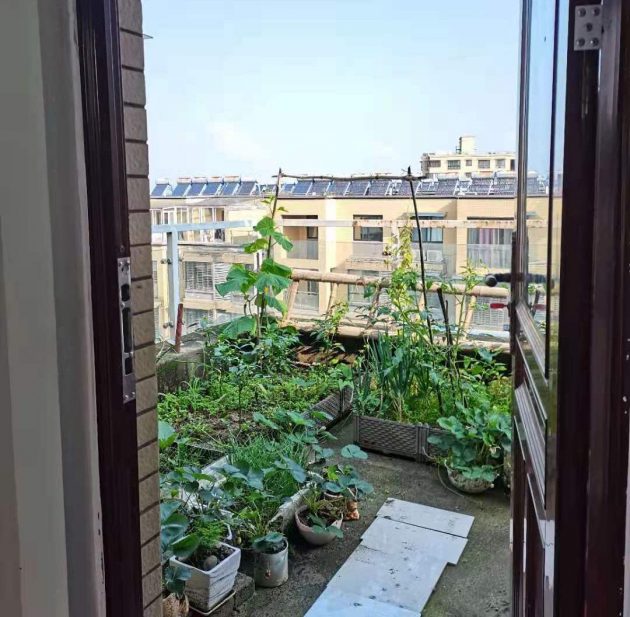 vegetable-garden-balcony-zhang