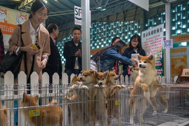 pets shanghai china dogs