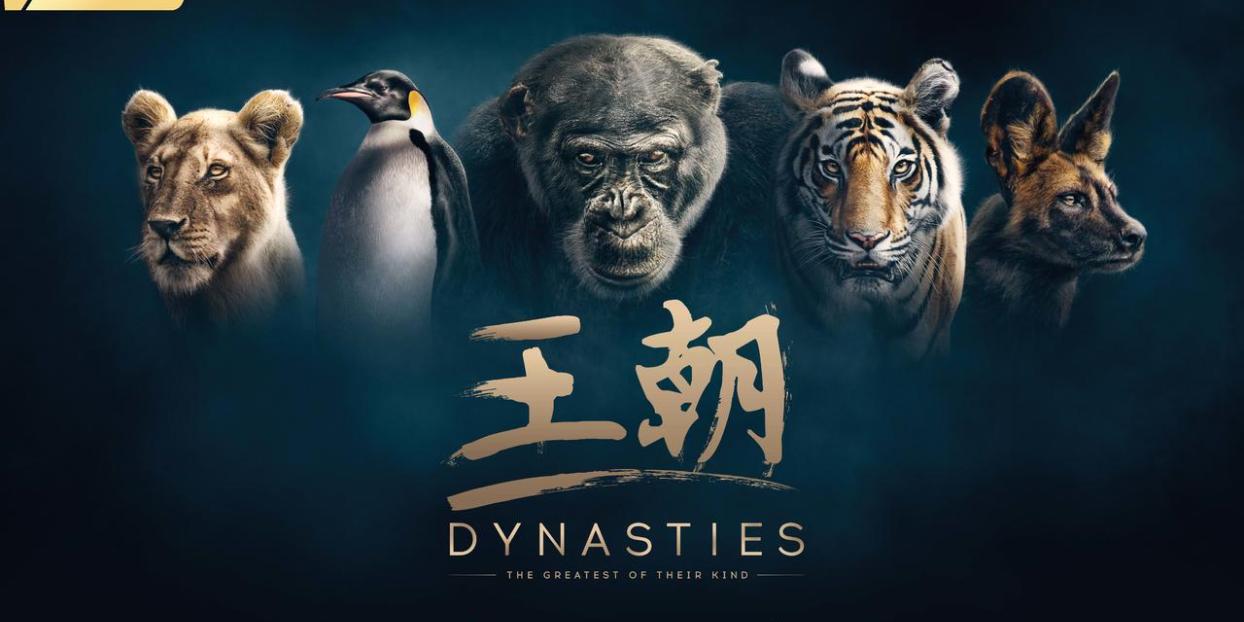 Dynasties bbc tencent wildlife documentary