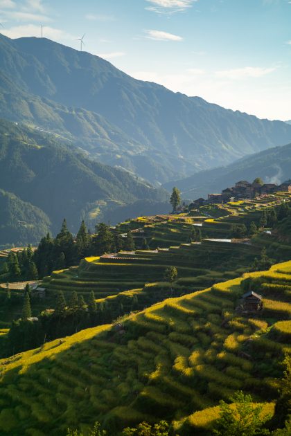 Guizhou-Rice-Harvesting