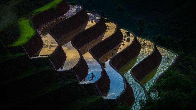 rice terraces in vietnam