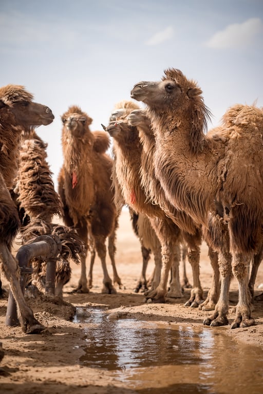 Camels in Ningxia, a small autonomous region in China’s vast and sparsely populated West