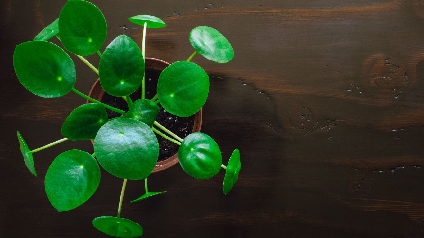 chinese money plant Pilea peperomioides yunnan