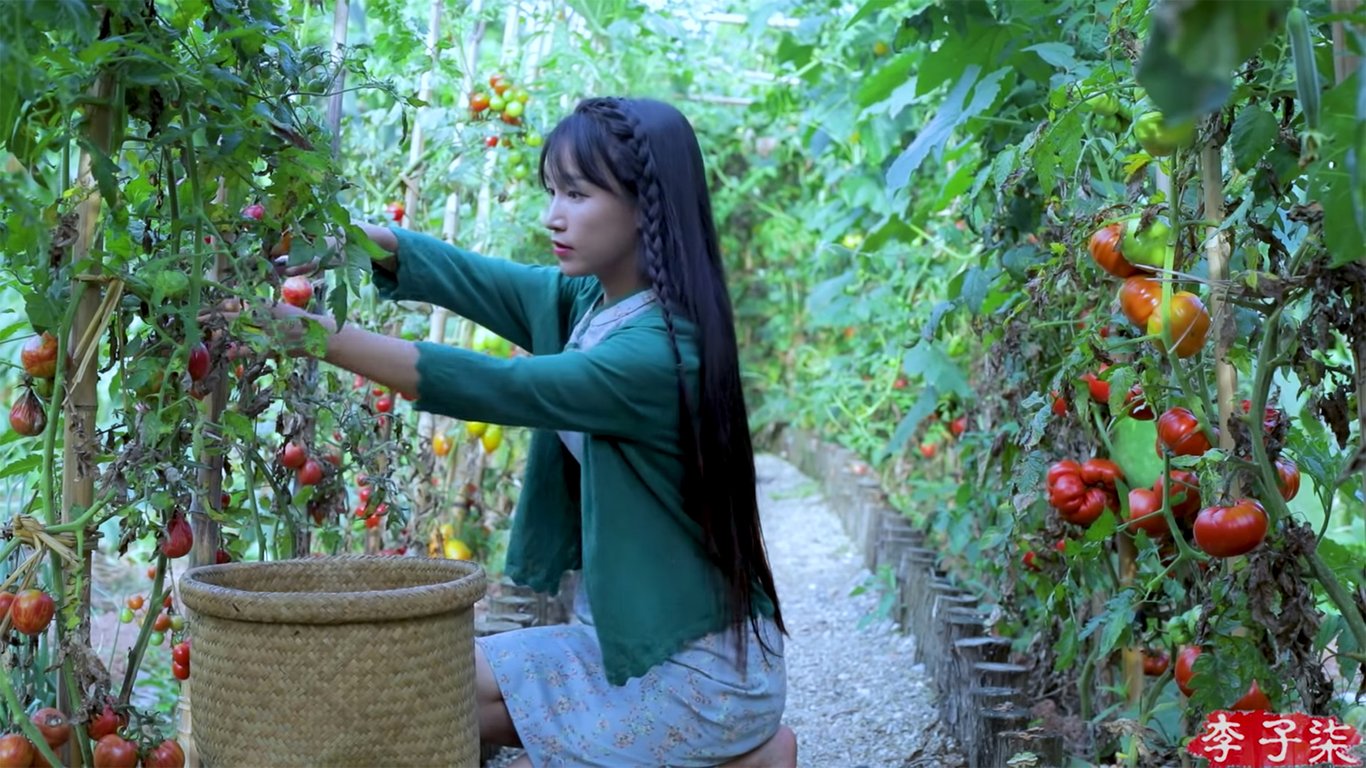Li Ziqi tomatoes Sichuan vlogger