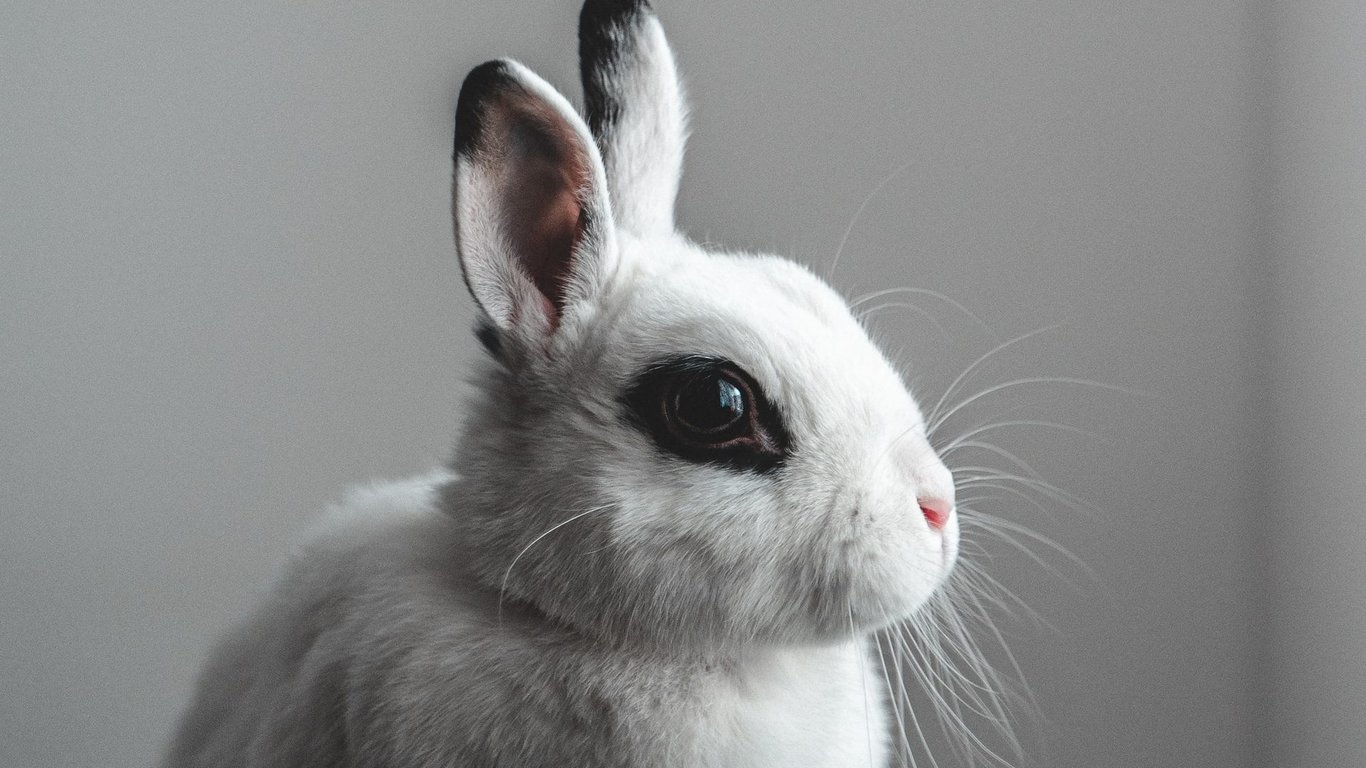 China Will End Mandatory Pre-Market Animal Testing in 2021 — RADII China Will End Mandatory Pre-Market Animal Testing in 2021 — RADII