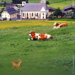 One WeChat user placed a deer in the foreground of a field of green shared by brown Friesian dairy cows