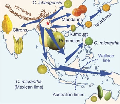 Feature image of Today in Things that Are and Aren’t From China: Citrus