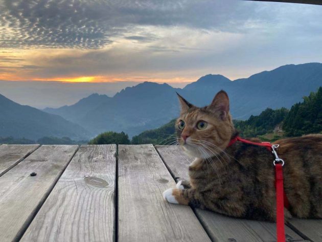 pet cat in China
