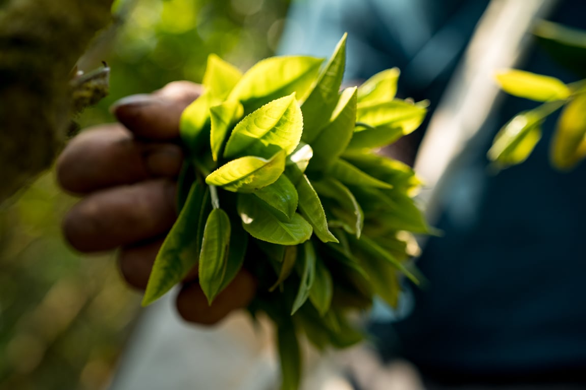 Pu'er Tea