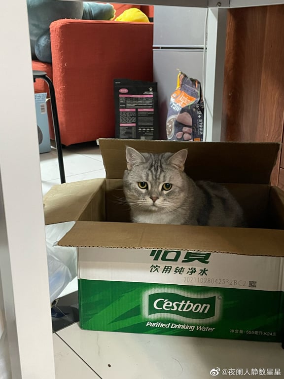 mcdonalds cat box